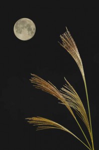 img_566291_33240594_0